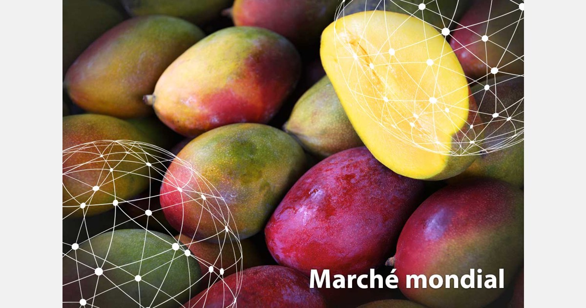 Marché mondial : la mangue