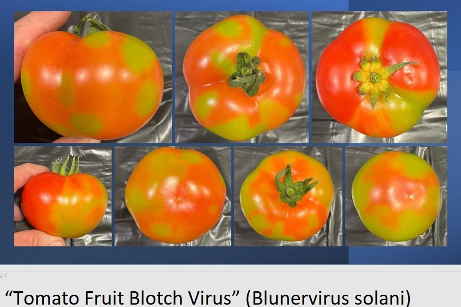 Un nouvelle menace pour les tomates le Tomato Fruit Blotch Virus