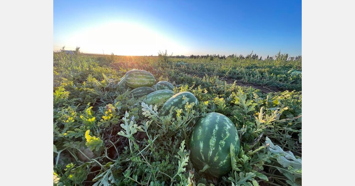 Belle saison des basteaux en Italy, chaff a la mi-aot Belle saison des basteaux en Italy, chaff a la mi-aot