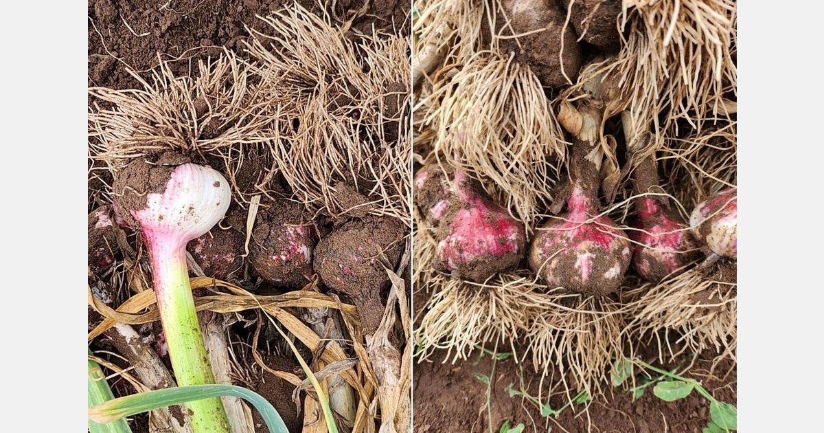 L&rsquo;Italie se tourne vers l&rsquo;Amérique du Sud