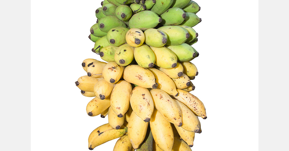 Les exportations de bananes du Cameroun ont augmenté en mai 2024