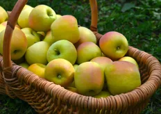 Le blush cuivré dont se pare les pommes est du à la différence de températures entre le jour et la nuit, encore plus marquée par l'altitude du terroir