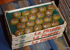 Les kiwis français de la marque La Pinède, marque propre de Mora Frères