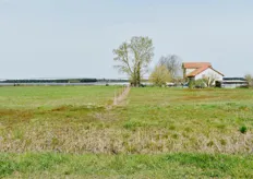 Les champs d'asperges en arrière-plan et la maison où sont logés les saisonniers