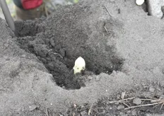 Certaines asperges n'étant pas sorties de la terre, l'expérience du cueilleur lui permet de déterrer celles qui se cachent sous terre mais qui sont prêtes à être récoltées